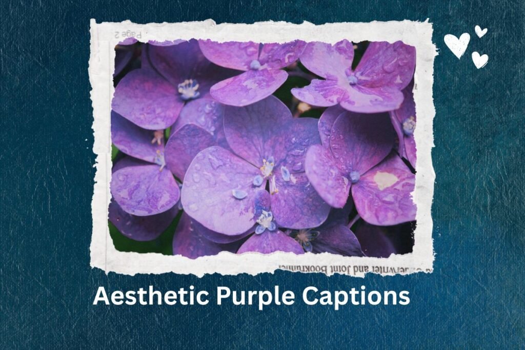 Aesthetic Purple Captions